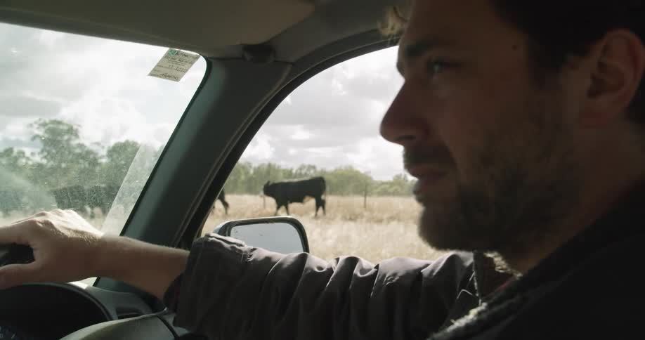 A man sitting in a car looking at cows crossing