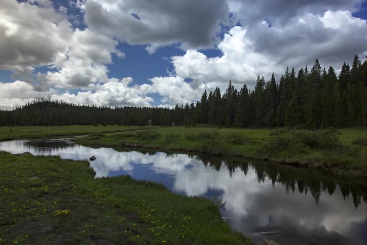 A time lapse of a forest shows a large number of clouds passing overhead