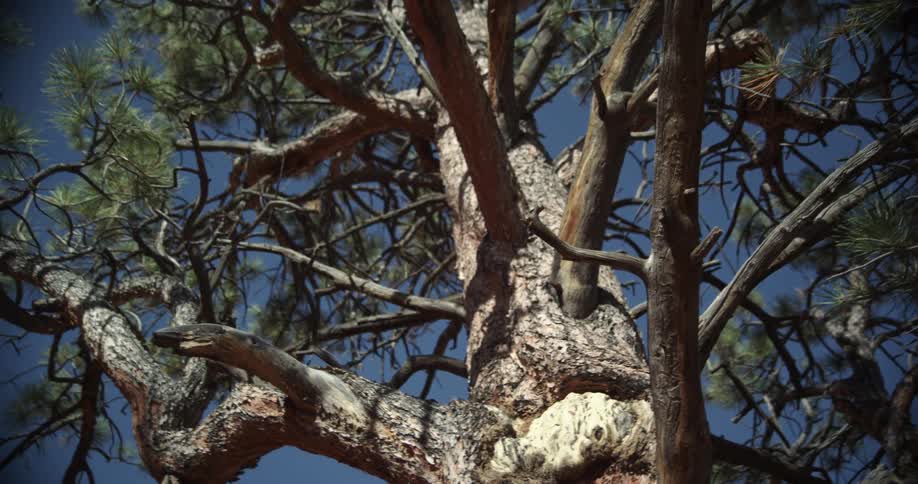 Huge fir tree on a clear day