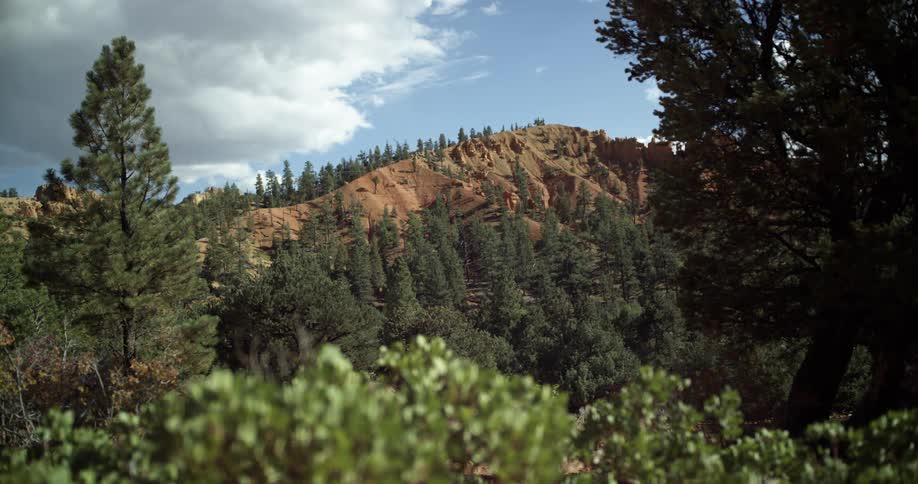 A mountain is surrounded forests filled with countless pine trees