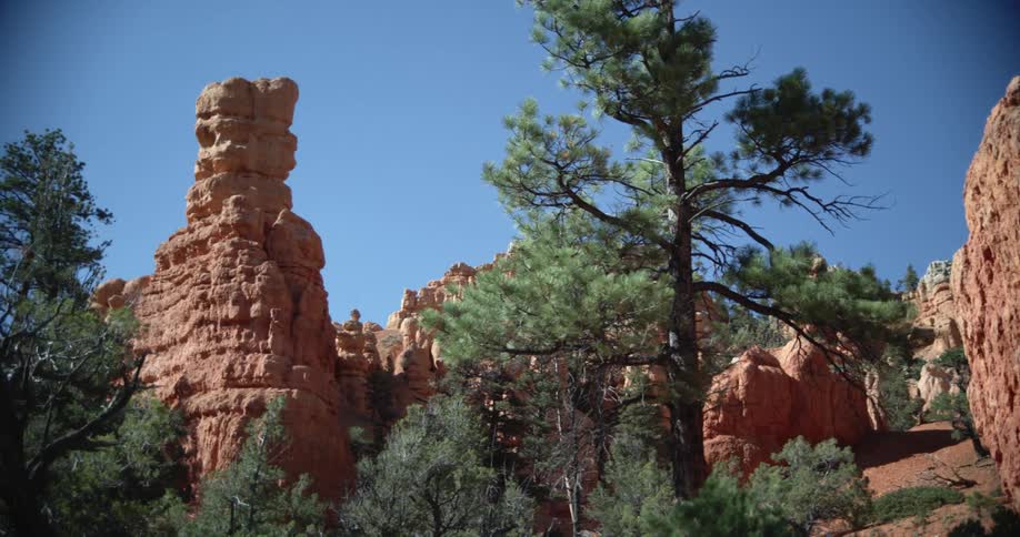 Canyons surrounded by trees