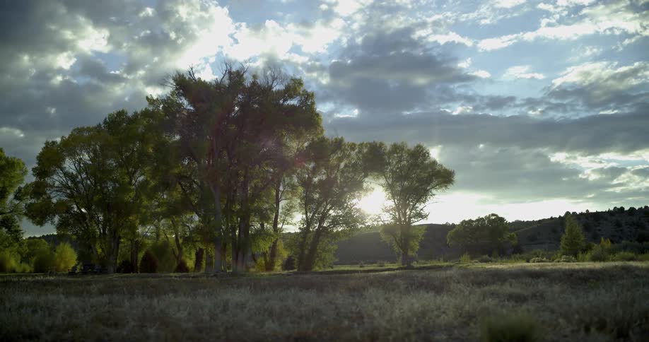 Sun shining through trees on a cloudy day with forest in the background