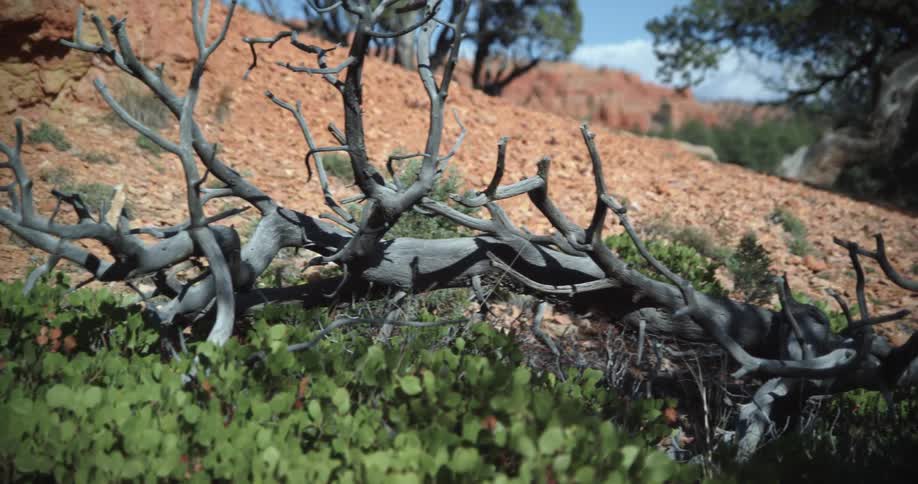 Tree that has been cut down