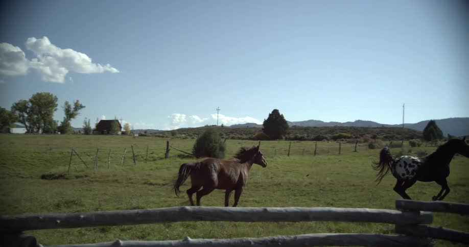 Two horses one black and white one brown and white running in a grass field behind a wooden fence