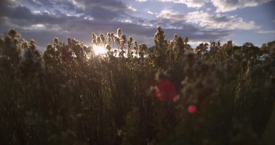 Sunlight filtering through the plants on the grassland field at sunset