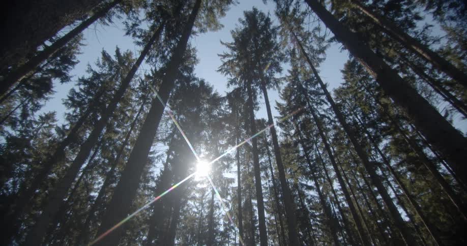 The sun shining down on trees in a forest