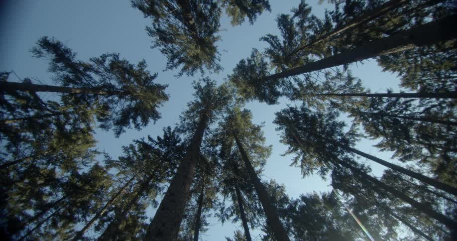 Tall fir tees high into a clear blue sky