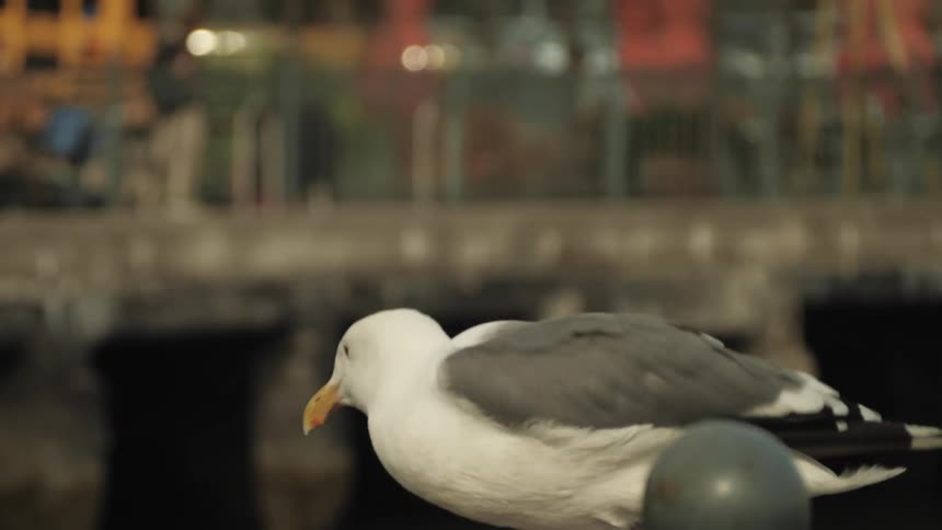 A white and gray seagull flies off a railing outside during the day