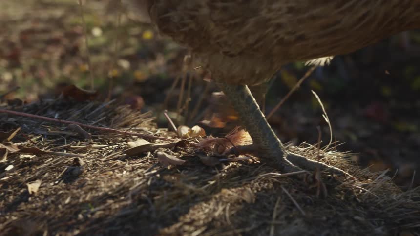 Chicken walking over the soil on the farm at evening