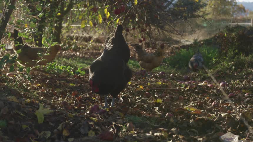 Chickens walking and feeding on the leaf covered ground outdoors