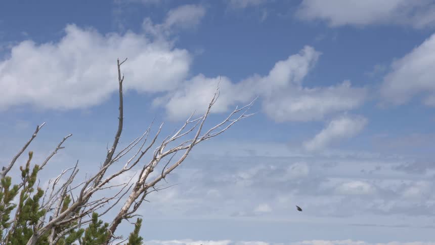 Bird perched on a tree branch flies away under the white clouds on a blue sky