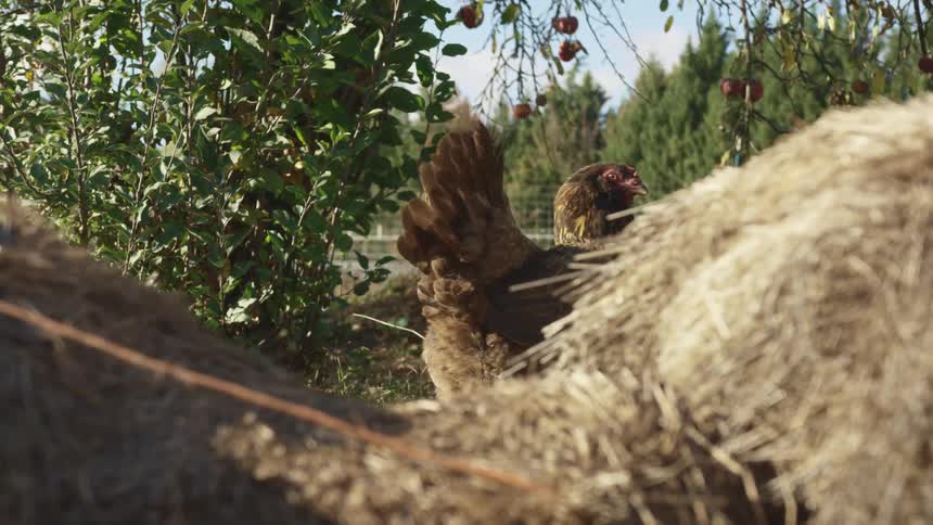 A chicken walks near hay