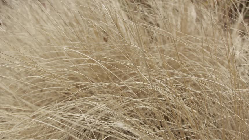 Wheat is moving in the wind