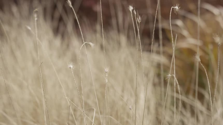 A close up of wheat on a farm