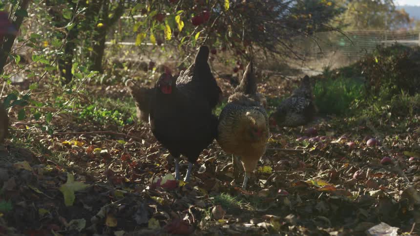 Group of roosters