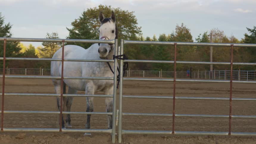 A horse leashed to a fence