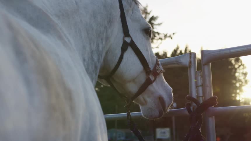 A gray horse stands outdoors tied to a metal fence enclosure as the sun sets