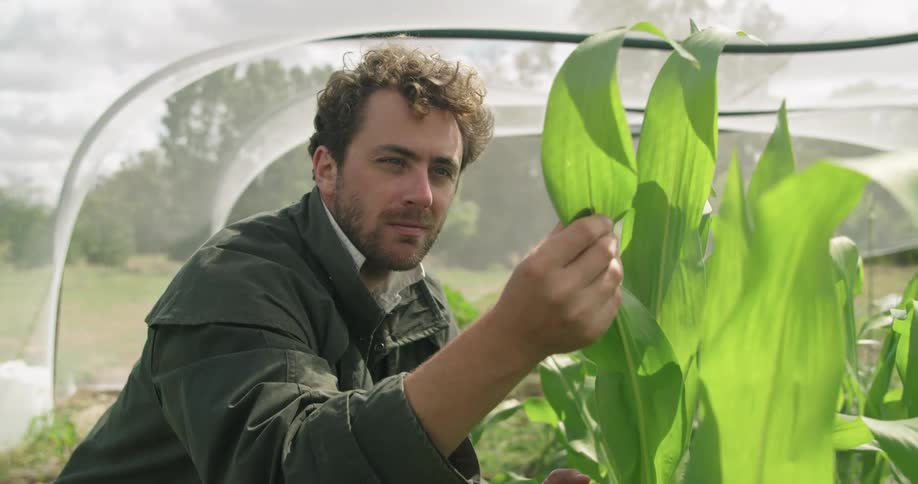 A man is checking his crops