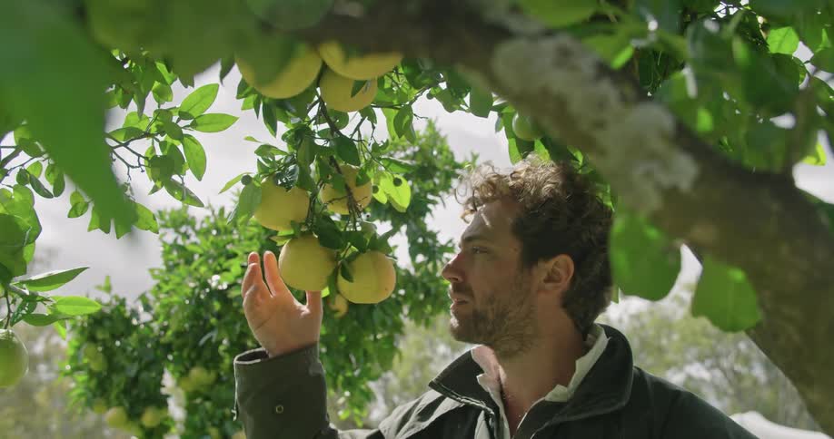 A man touches the fruit on a tree and examines it