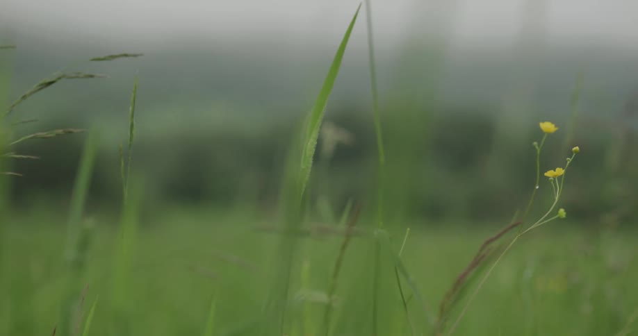 Wind blowing through blades of grass in a field on a summer day