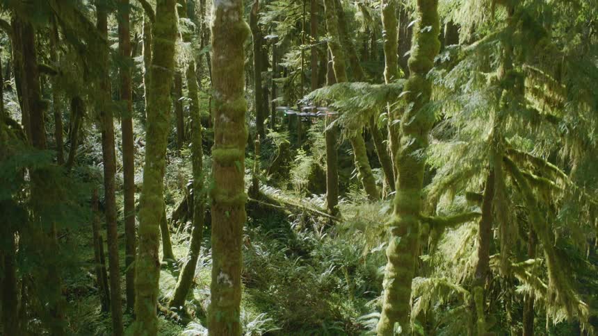 Air to air rise of a drone flying up through deep woods