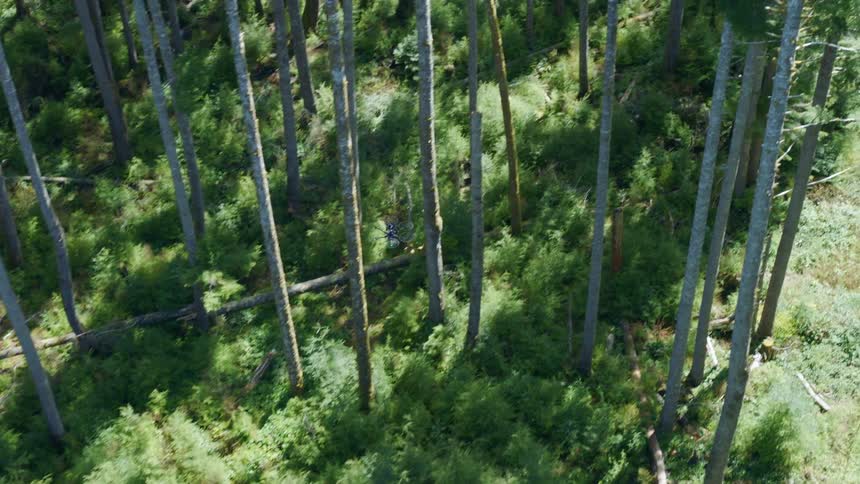 Birds eye view of a drone flying between trees in a forest