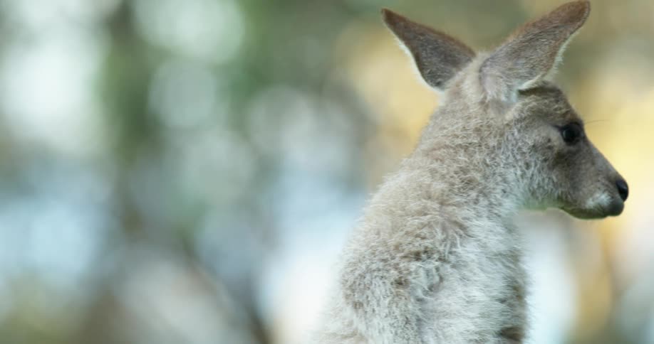 A kangaroo eating