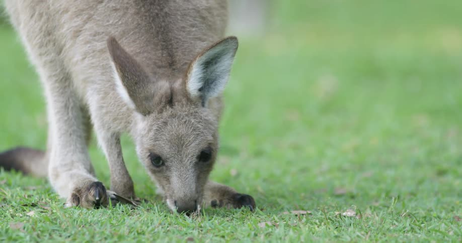 A young kangaroo leans down to eat grass