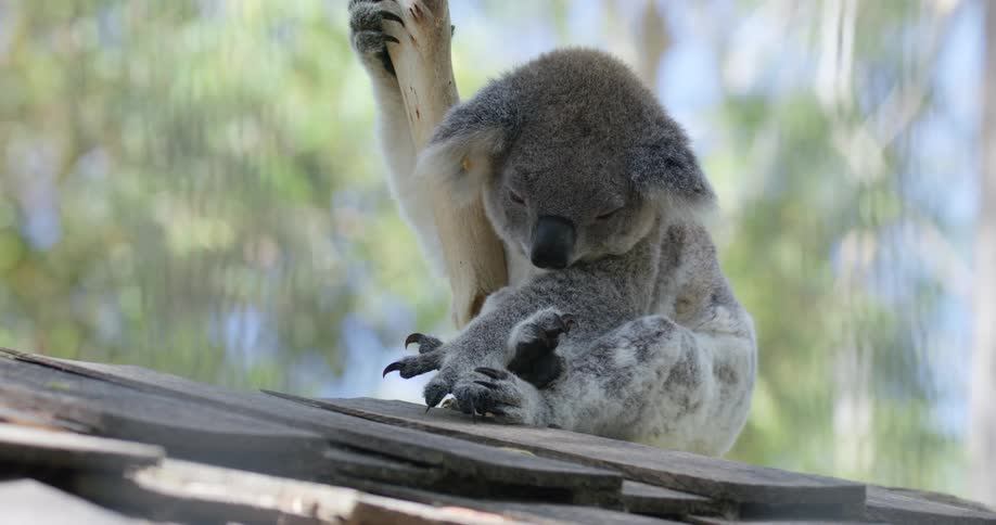 A koala sitting while holding a tree with trees the sky and clouds in the background