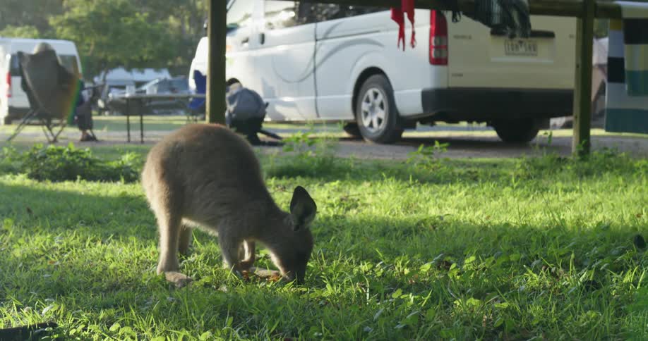 Baby kangaroo or wallaby foraging green grass near a parking lot