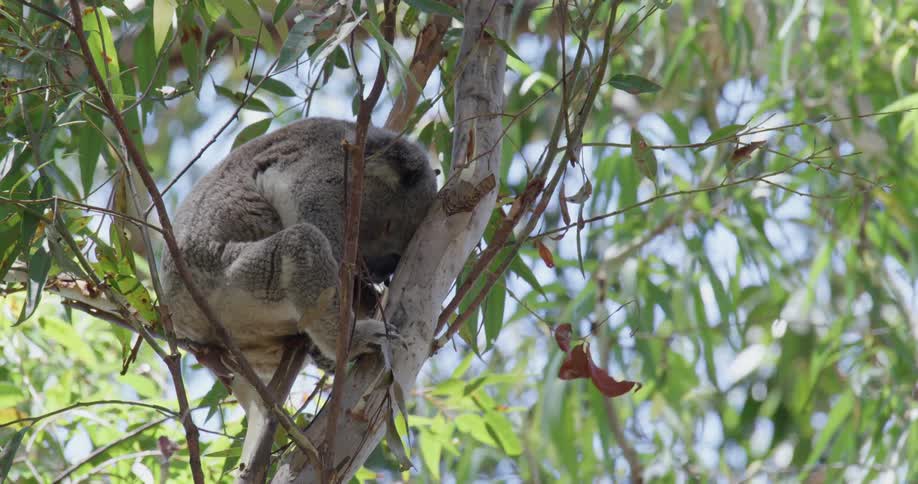 A koala sleeping in a tree