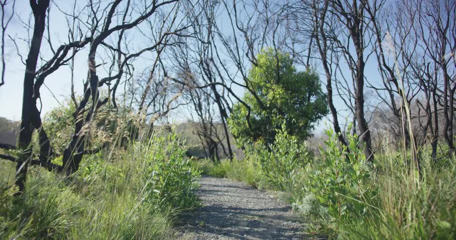 The wind is blowing the tall grass in the forest
