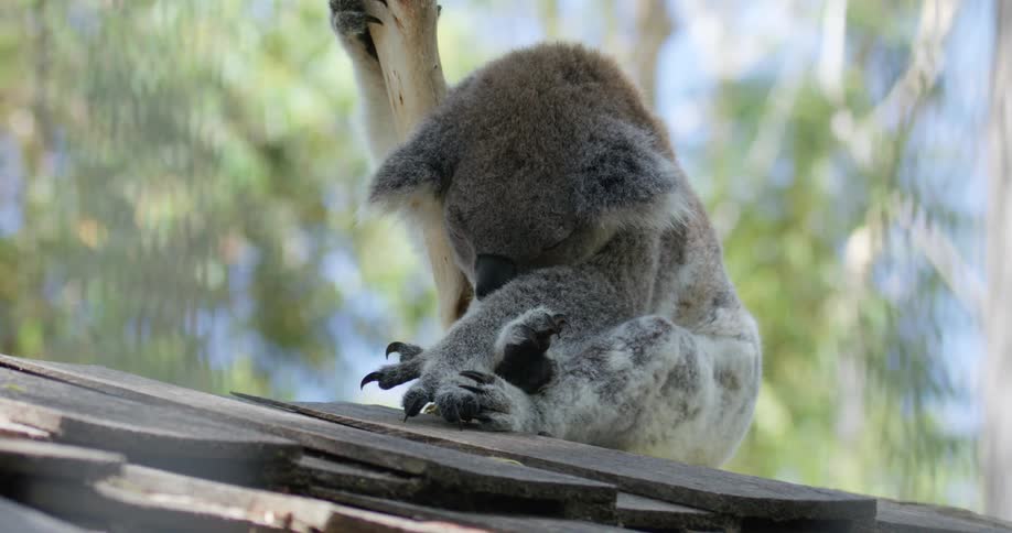 A koala taking a nap