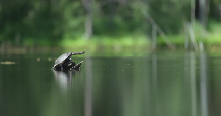A turtle on a lake