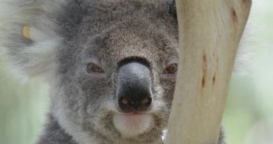 A koala perched on a tree looking at the camera at day time