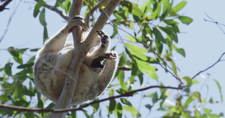 A gray koala bear sits on a tree scratching itself