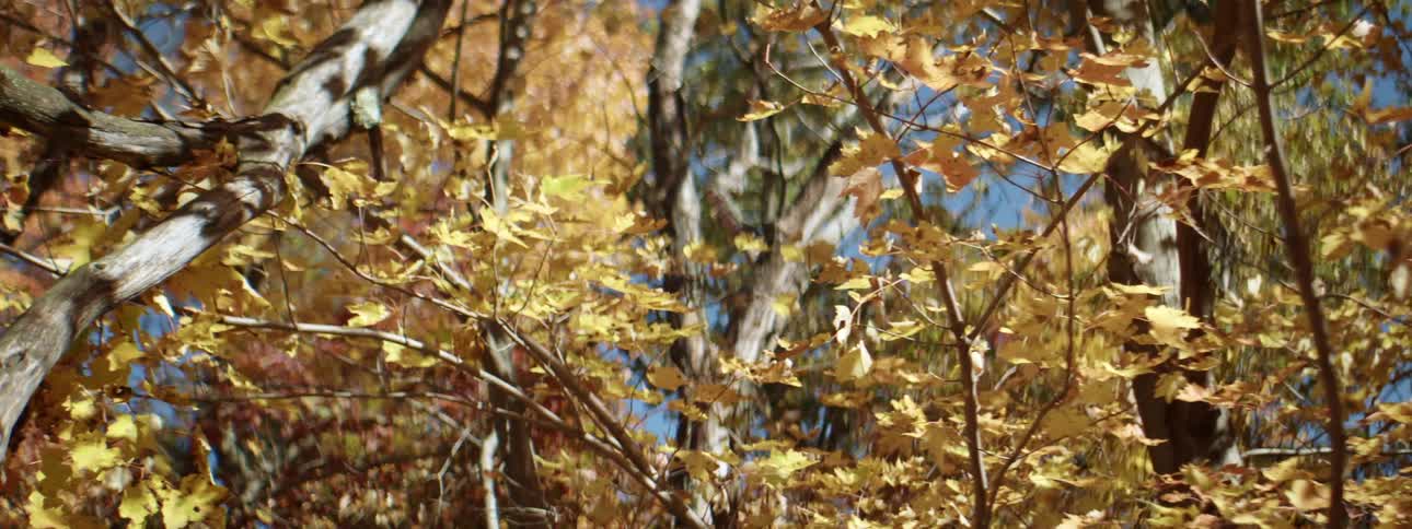 Trees with autumn colored leaves on a clear day
