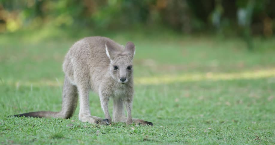 Baby kangaroo or wallaby standing on the green grass at morning