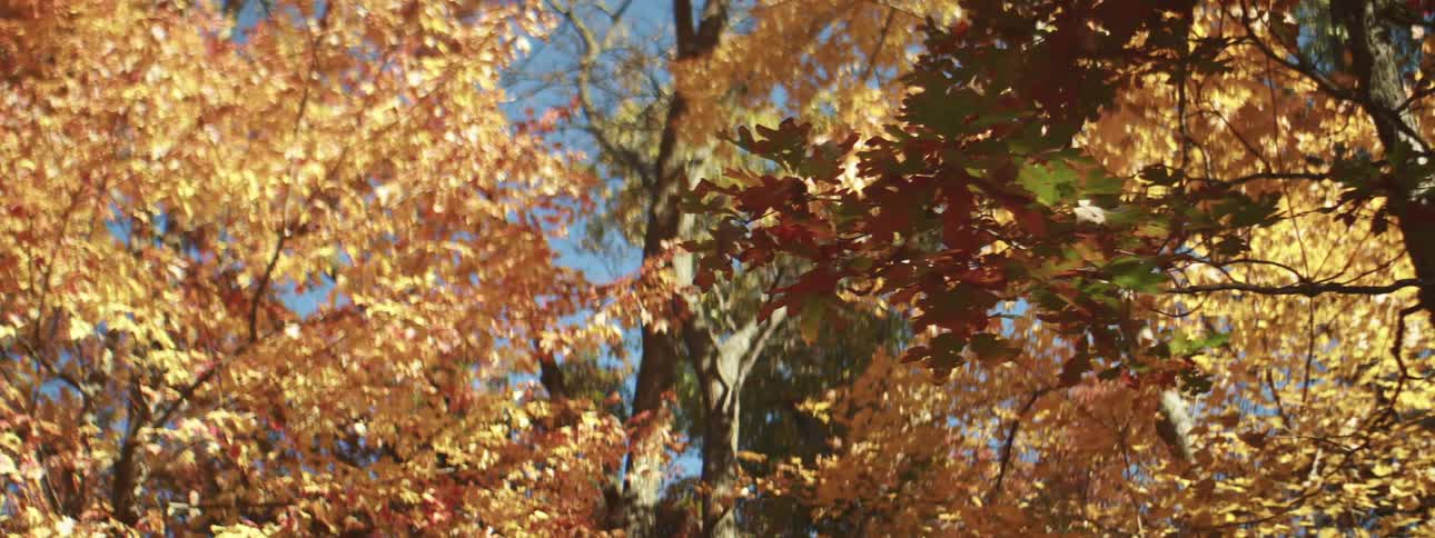 Trees covered in fall leaves in a forest