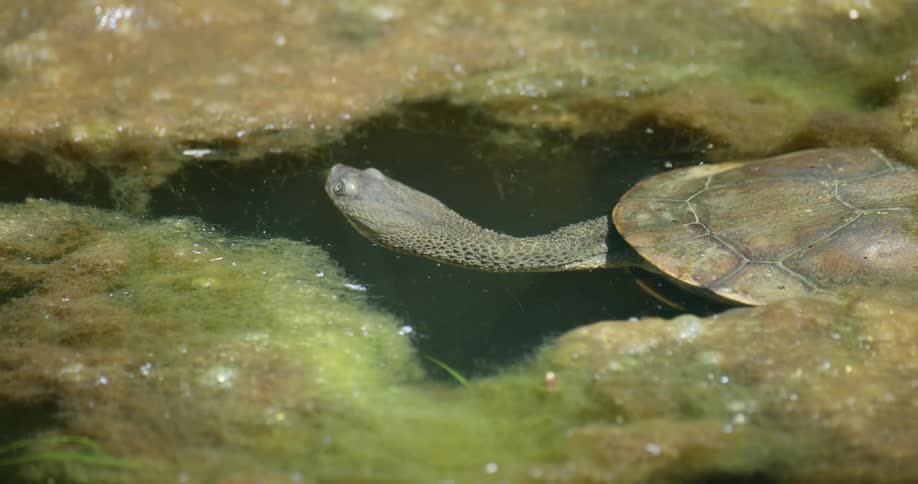 A turtle out of its shell in a lake surrounded by algae looking around