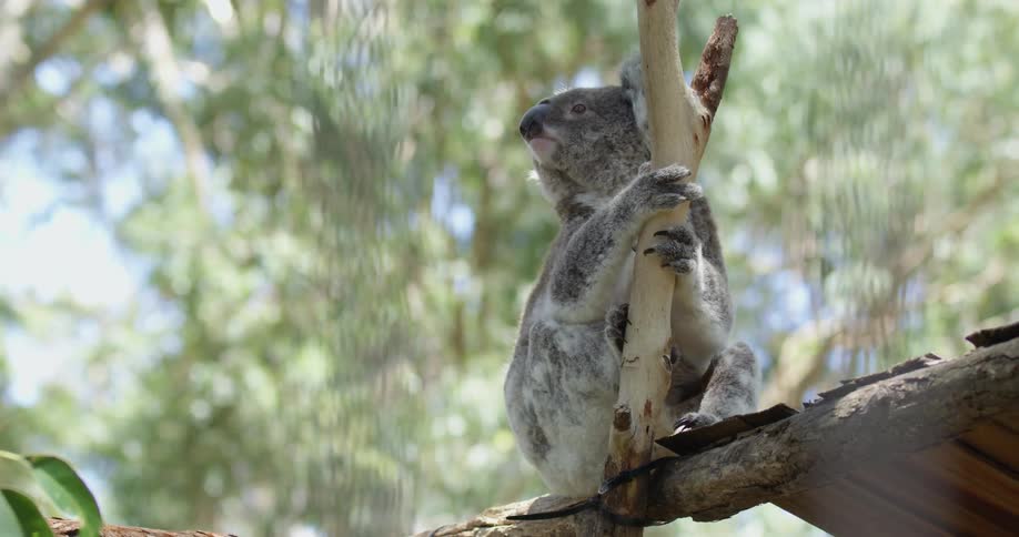A koala shakes its head while sitting atop a wooden structure on a sunny day