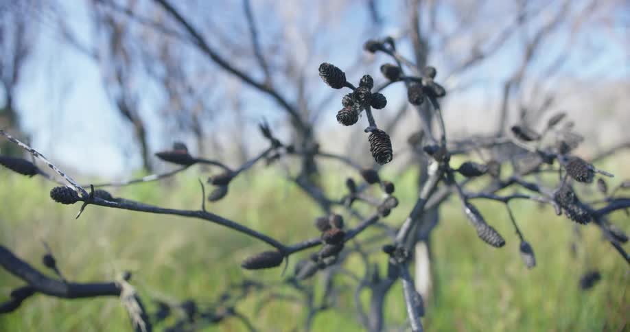 Tree branches with small pine cones on them