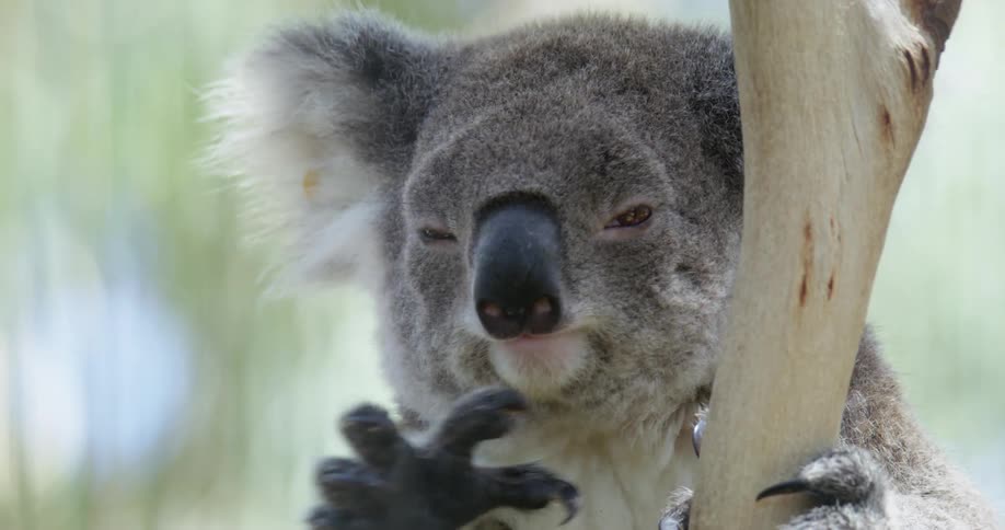 A koala bear hanging on to a tree