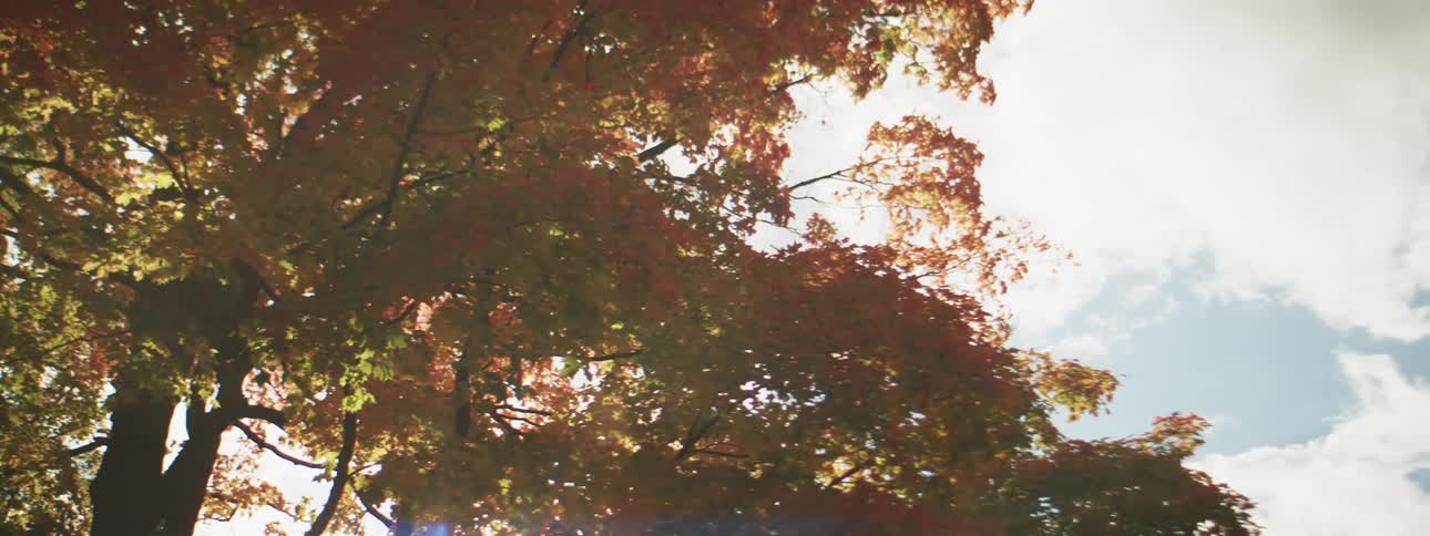 Trees in a forest are displayed in autumn