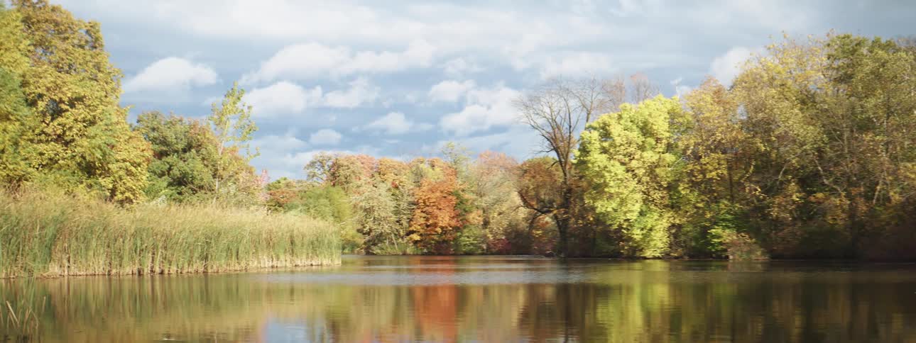A lake surrounded by trees and tall grass against a cloudy sky