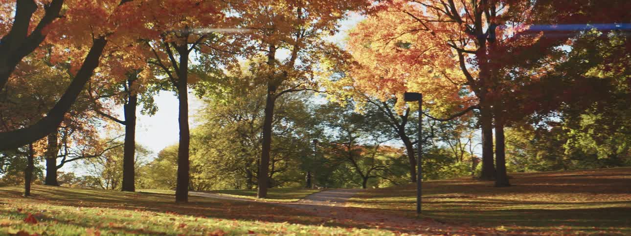 Park with color full trees in the fall with a person walking their dog in the back ground