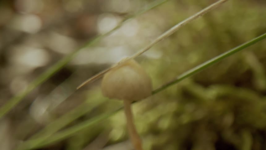 White mushroom near needles of a larger plant in a forest coming into focus with sunlight reflecting in the background