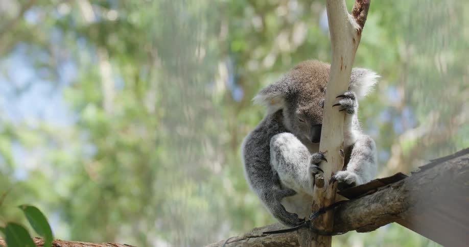 A koala on a tree branch