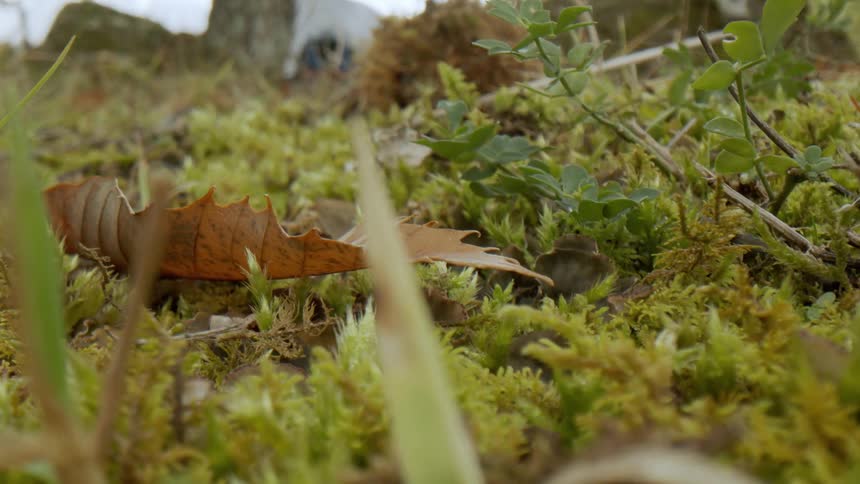 Close up of ground with grass leaves plants and twigs