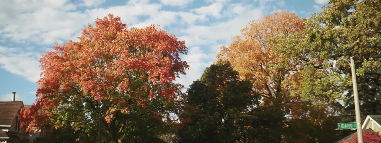 Neighborhood trees with fall colored leaves on a cloudy day